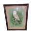The study of a barn owl is in a Gouache medium and is a stunning piece of artwork by the artist Andy Graystone dated 1990 who has signed it at the bottom of the painting. The painting comes in a decorative wooden frame mounted and glazed ready to hang.  COLLECT FROM STORE ONLY. Main photo of whole picture including the frame.